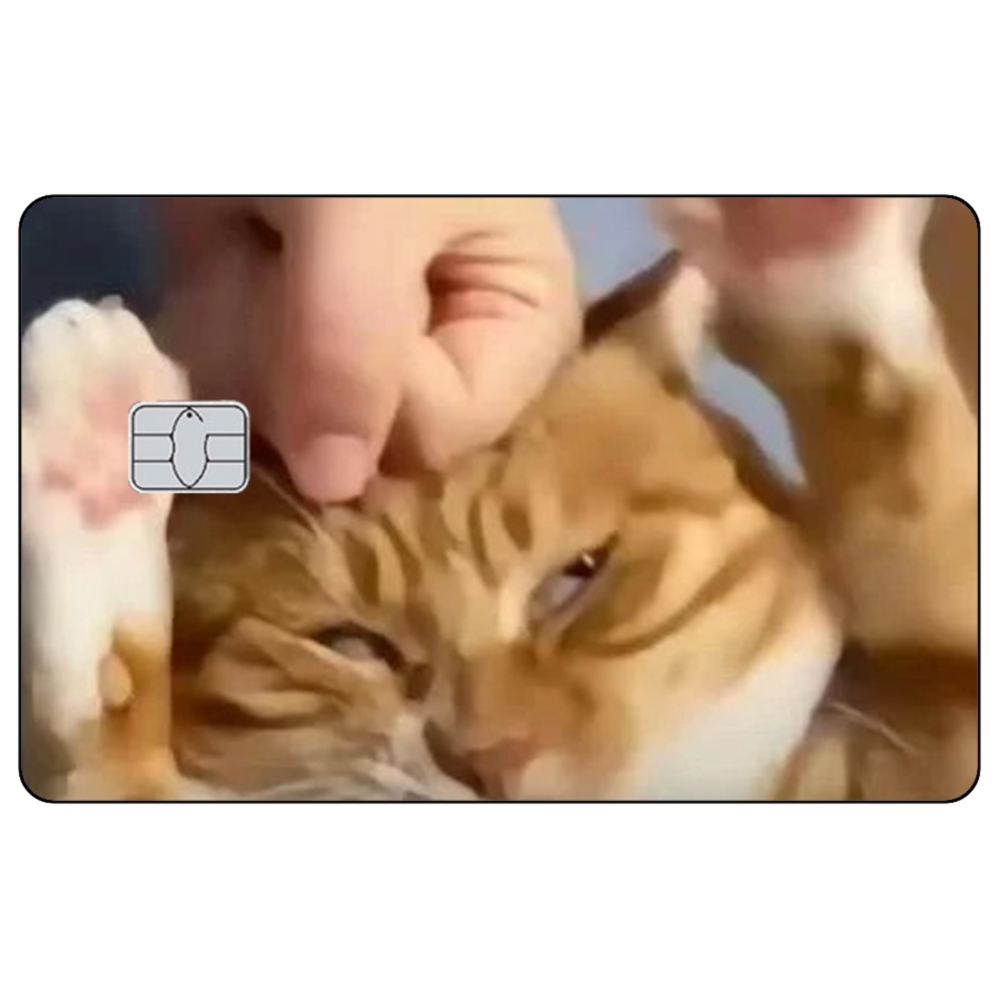 Милые кошачьи мем, наклейки на – обзор и цена Badminton Meme